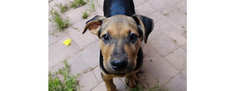 Misfit Farms Rescue & Sanctuary