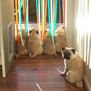 Pugs SOS