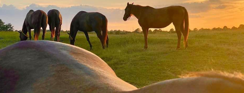 Aiken Equine Rescue