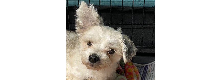 Little Rhody Rescue