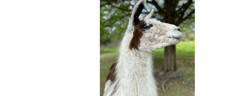 TMMA Farms and Sanctuary