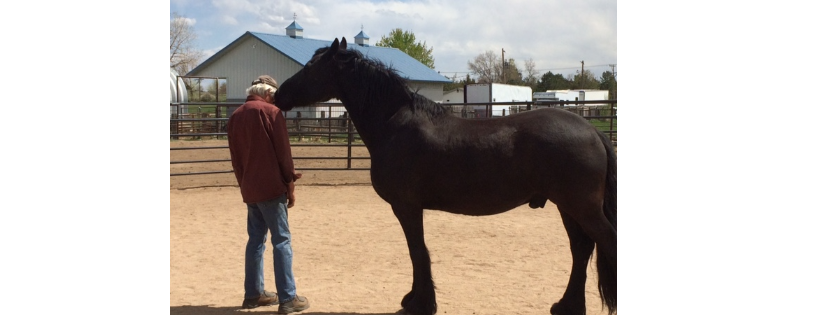 Operation Equine, Inc.