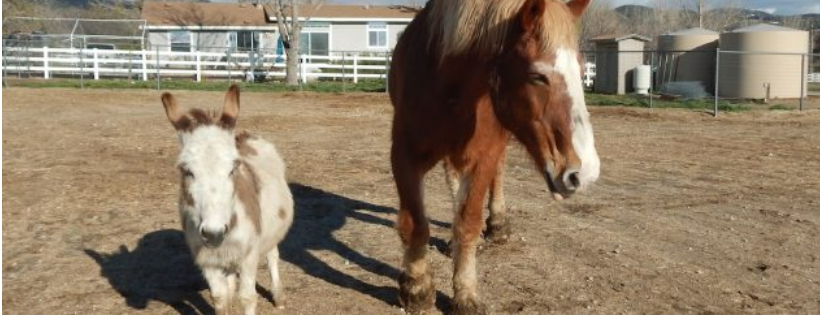 Sanctuary Stables Inc.