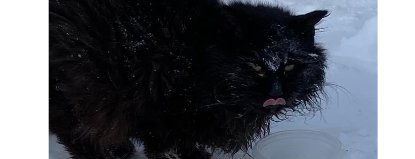 Street Cats of Regina