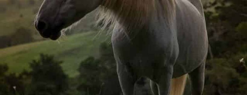 Equine Action Qld Ltd