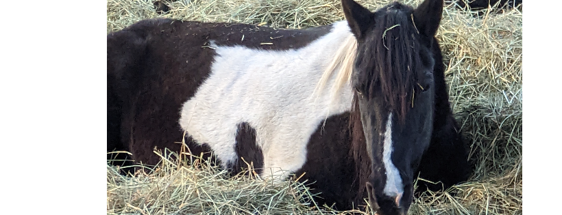 IN-Stride with Therapeutic Riding, Inc.