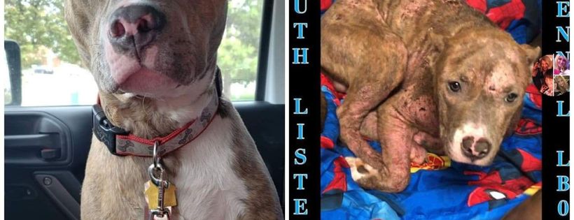 Beauties and Beasts 11th Hour Death Row Rescue