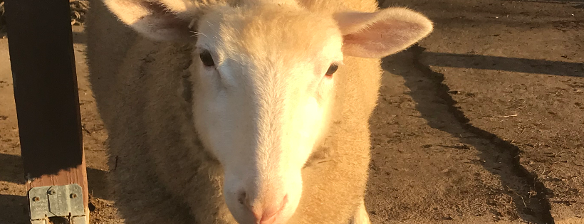 Elk Mountain Equine Sanctuary