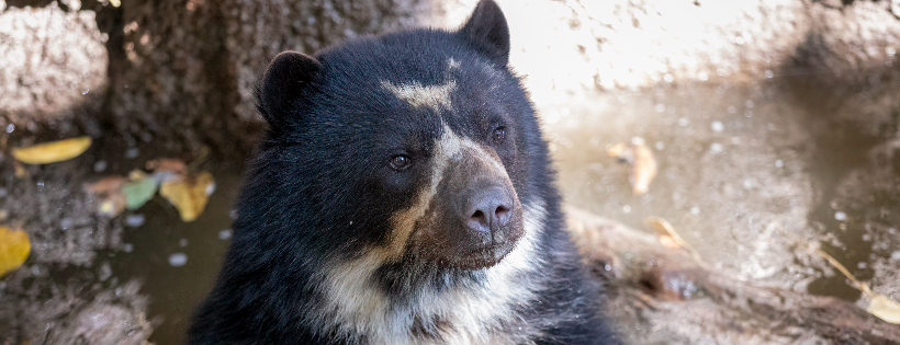 Arizona Center for Nature Conservation/ Phoenix Zoo