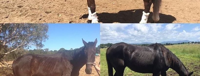 Byron Bay Rescue Horses Inc