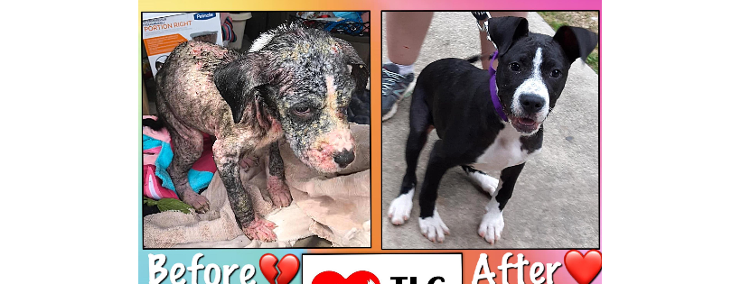 TLC Pet Rescue
