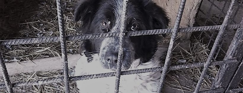 1 Dog At A Time Rescue UK