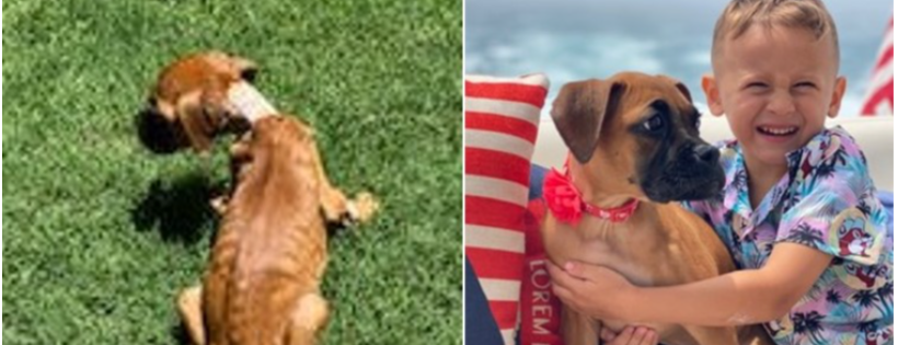 Austin Boxer Rescue