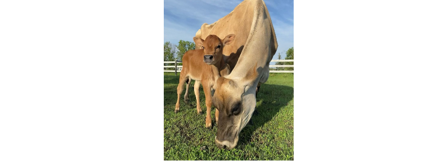 Little Red Barn Micro-Sanctuary