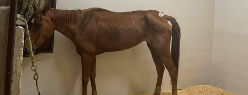 Hearts For Hope Horse Haven
