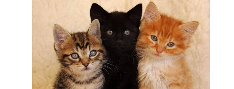 Cats in Crisis