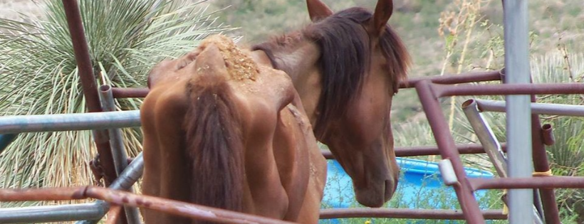 Healing Hearts Animal Rescue and Refuge