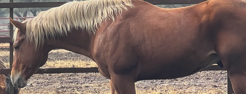 Meadow Haven Horse Rescue and Sanctuary