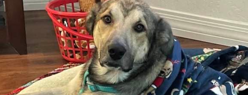 Northern Arizona Animal Search and Rescue