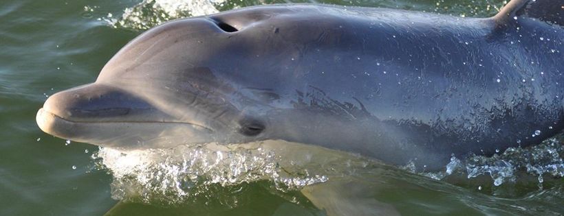 Marine Mammal Foundation