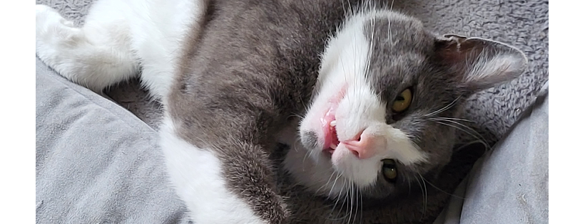 Lucky's Cat Rescue