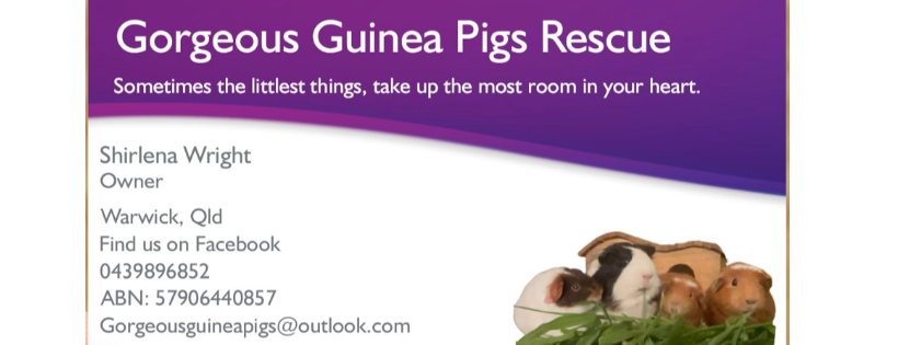 Gorgeous Guinea Pigs Rescue