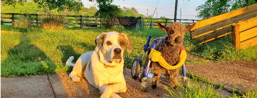 Little Buckets Farm Sanctuary