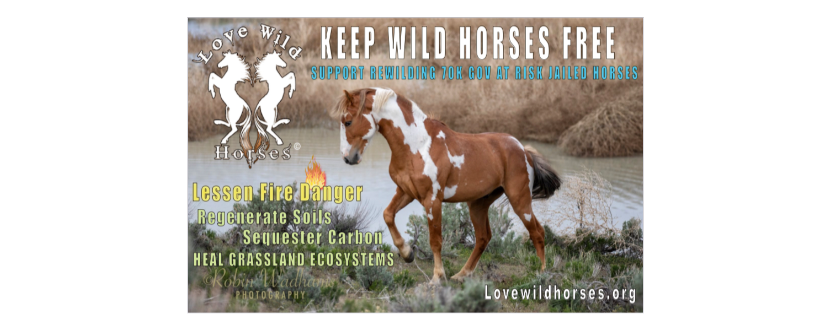 Love Wild Horses