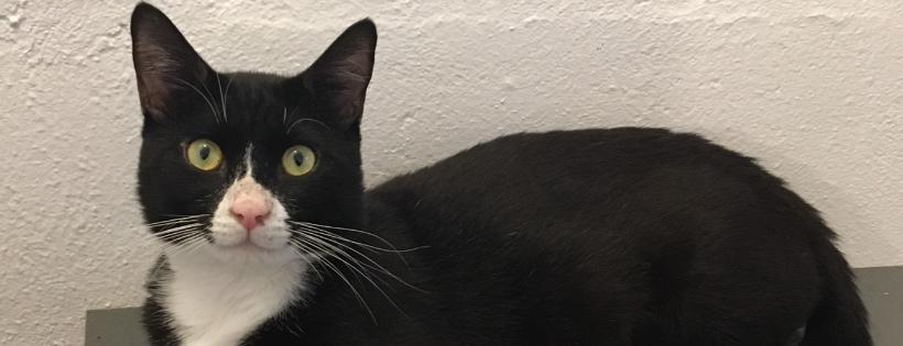 RSPCA East Norfolk