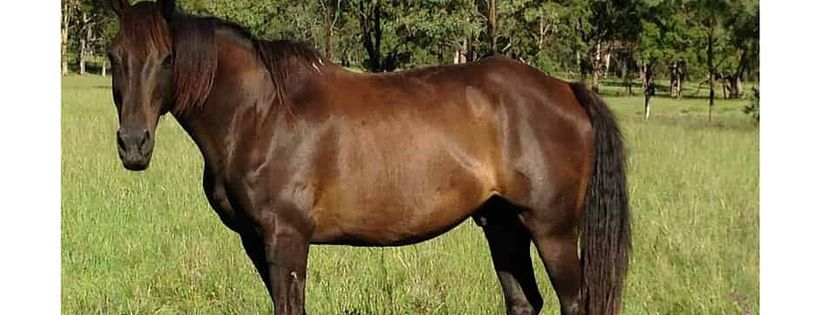 Horse Welfare Incorporated