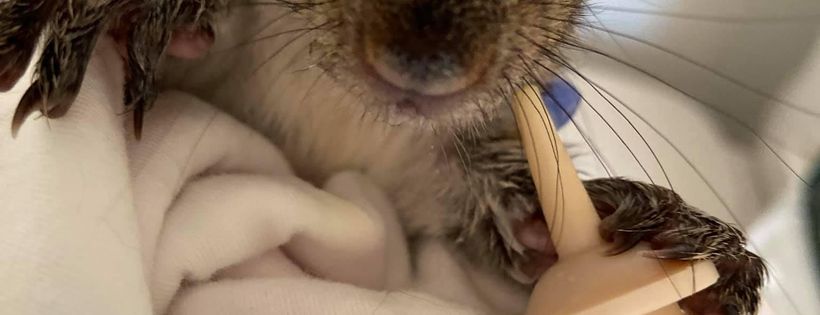 Heaven's Wildlife Rescue & Rehabilitation Centre