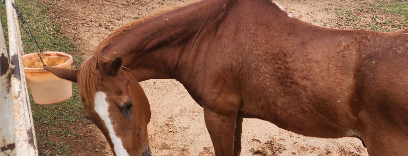 Gypsy Heritage Horse Rescue and Rehabilitation
