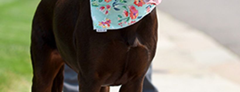 Rocky mountain lab rescue