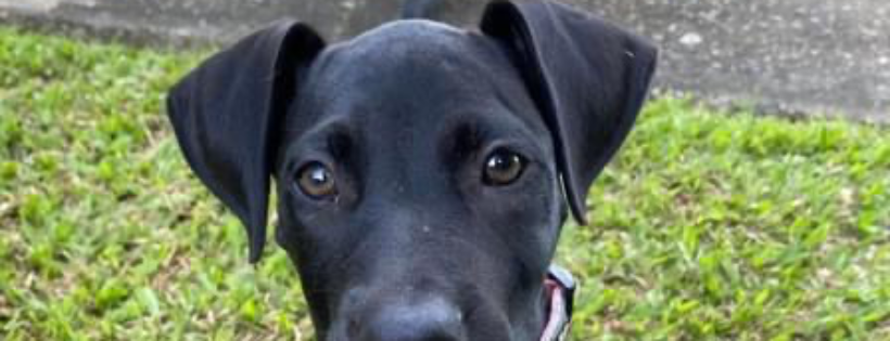 Mackay Animal Rescue Society