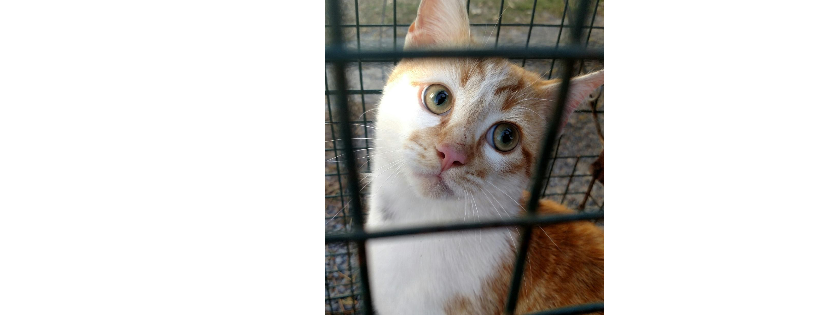 God's Feral Felines