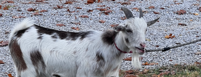 Randy’s Rescue Ranch