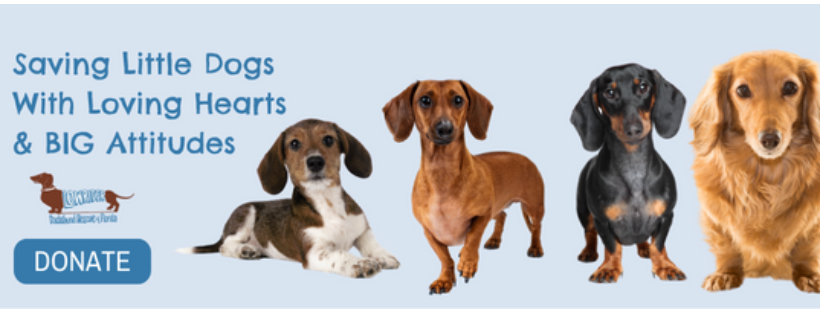 Low Rider Dachshund Rescue of FL, INC