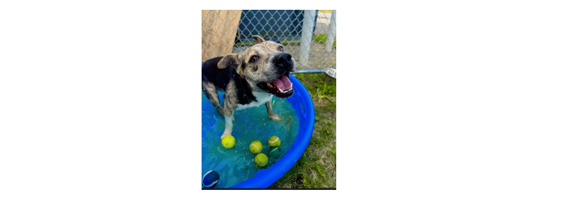 Dyersburg - Dyer County Humane Society