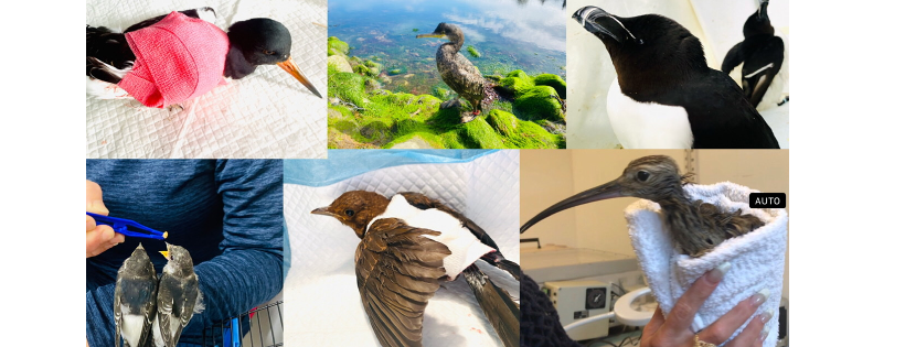 Blue Highlands Bird Rescue