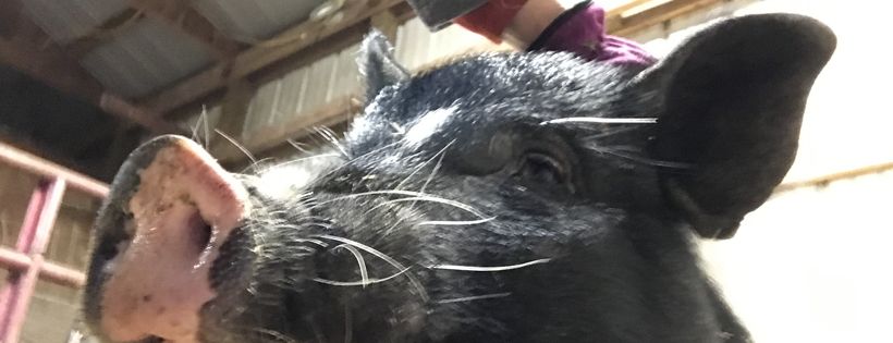 Jenkins Forever Farm