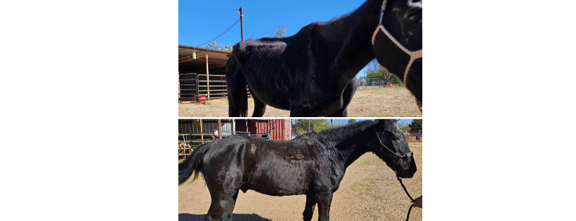 Hoofed Adventures Rescue and Rehabilitation inc
