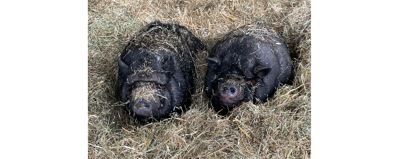 Happy Herd Farm Sanctuary