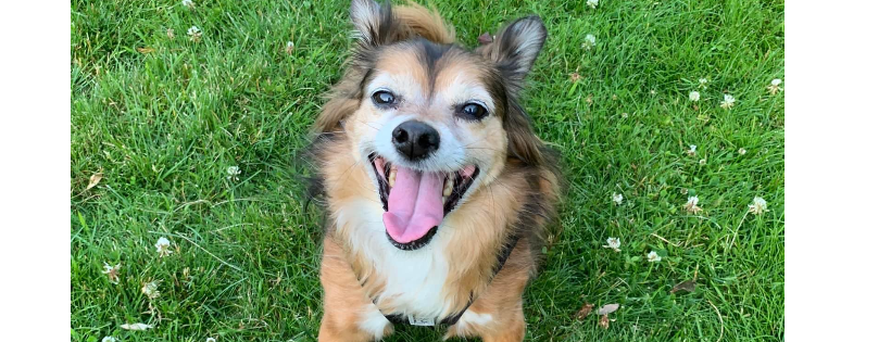 Kamloops Ruff Start Rescue