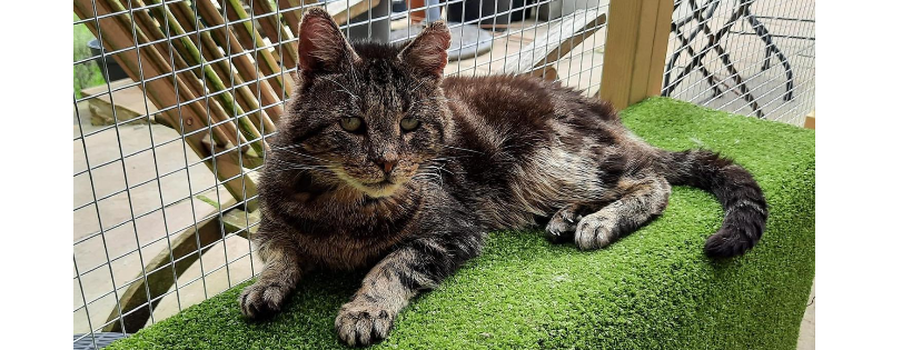 The Cat House Rescue