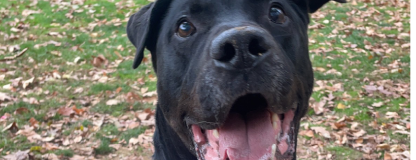 Humane society of Lebanon County