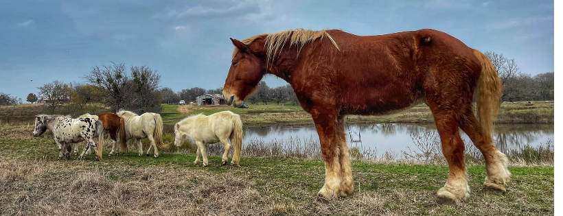 Legacy Ranch and Rescue inc.