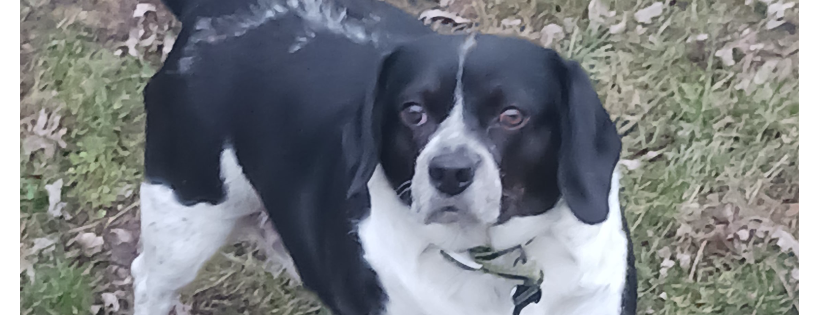 NO PAW LEFT BEHIND ANIMAL RESCUE A NJ NONPROFIT CORPORATION