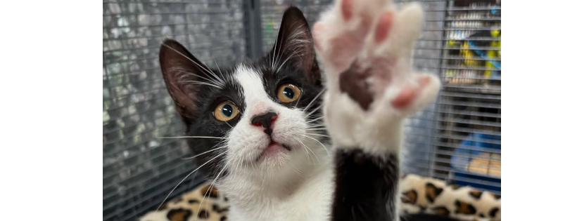 Rags to Riches Cat Rescue