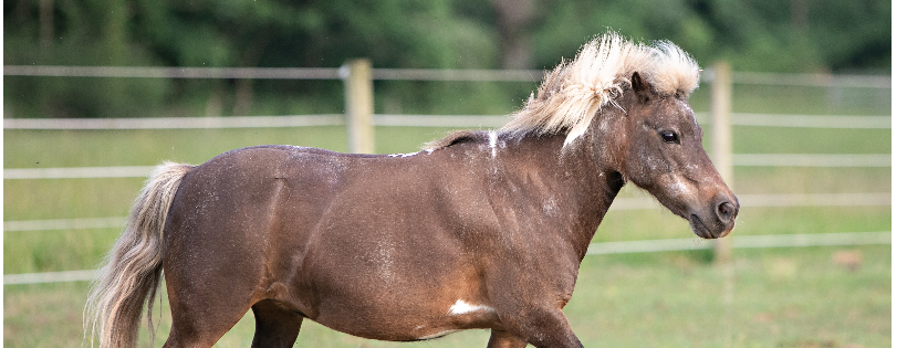 Chesapeake Therapeutic Riding, Inc.