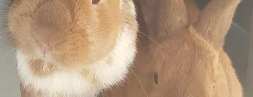 The Rabbit Rescue Sanctuary